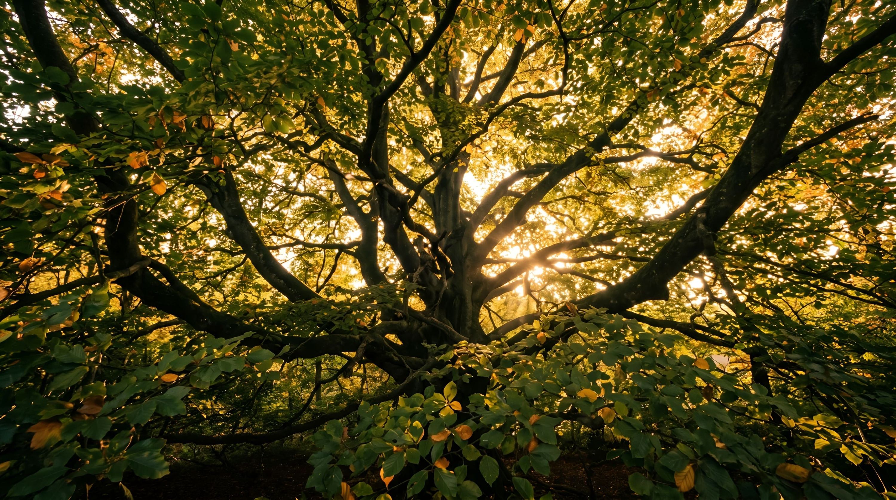 Blick von unten auf einen großen Baum mit gelb-grünem Herbstlaub und Sonnenlicht
